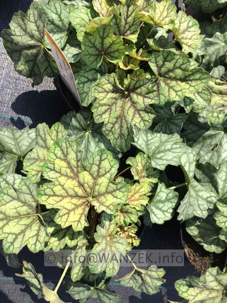 Heuchera Hybride Green Spice 01.JPG
